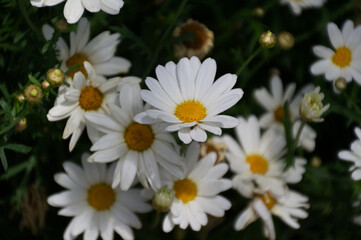 Obraz premium Daisies in a Garden
