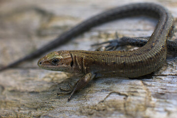 small forest brown lizard reptile.