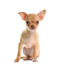 Fototapeta premium Cute Chihuahua puppy with toy on white background. Baby animal