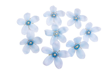 oxypetalum flower isolated