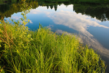 Summer background - calm expanse of the river with reflection of sky and clouds. A plain river among birch groves. Shore with sedge.