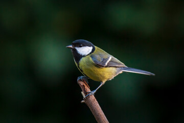 Fototapeta premium Parus major Great tit bird closeup