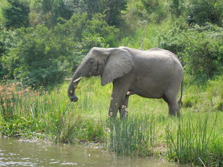 Elephant Africa Uganda