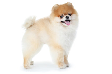 Pomeranian dog isolated on white background