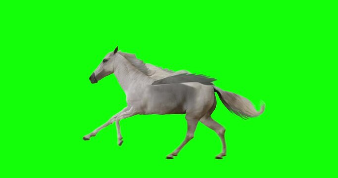 Pegasus and winged Unicorn running on a transparent background. The first running horse with horn, and the second without horn. Isolated and cyclic animation. Seamless loop. Green Screen