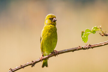 Greenfinch Chloris chloris bird singing