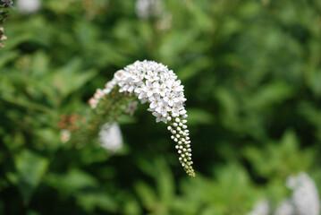 Lysimachia clethroides, the gooseneck loosestrife, is a species of flowering plant, traditionally classified in the family Primulaceae.
