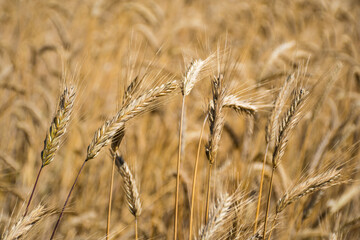 Wonderful field of yellow wheat ears ready to be harvested in summer