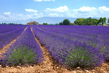 Lavendelfeld mit Bauernhof am Horizont, Provence, Frankreich