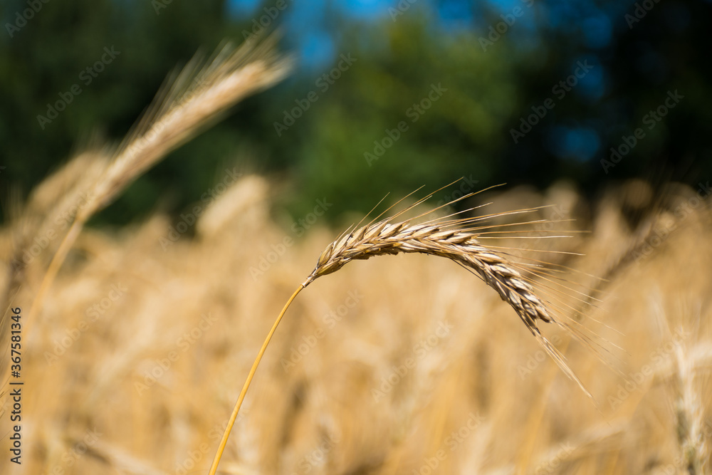 Wall mural wonderful field of yellow wheat ears ready to be harvested in summer, close up