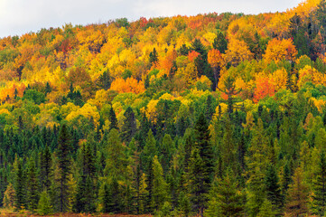 Fall colors Algonquin Park, Ontario, Canada.