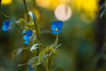blue flowers on a green background. summer evening
