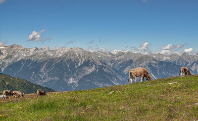 Fototapeta na wymiar Kühe vor dem Bergpanorama