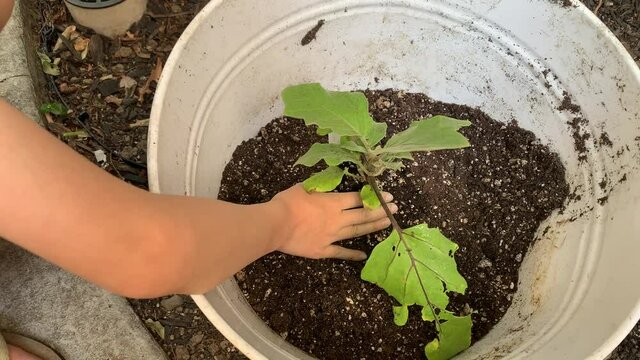 Child Planting A Green And Leafy Eggplant Into A Pot Of Soil. Small Hand Patting Down The Potting Soil To Cover And Secure The Roots Of The Plant With New Potting Soil.