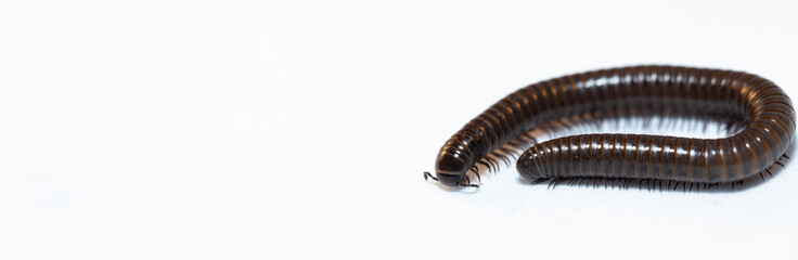 Black millipede. Julida is an ordermillipedes. Place for the label.