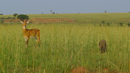 Naklejka premium Uganda Wildlife
