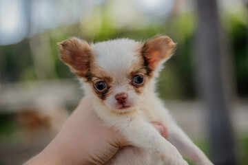 adorable small puppies purebred chihuahua