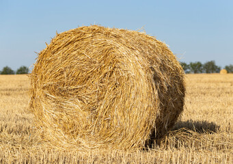 Wheat harvesting. Round bales of straw in the field.