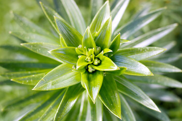 Fototapeta premium Green leaves pattern background, Natural background and wallpaper