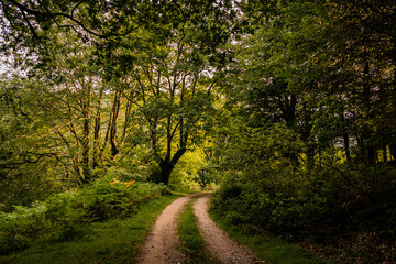 Zonas verdes, naturaleza del entorno de Zugarramurdi y Urdazubi
