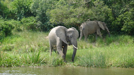 Fototapeta na wymiar Elephant Africa Uganda