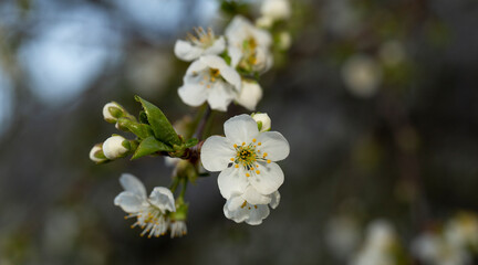 Cherry blossom. White flowers of a fruit tree close-up.