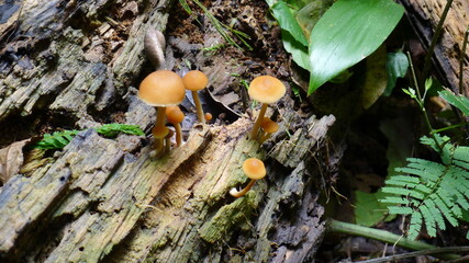Uganda Mushrooms jungle
