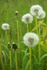 Dandelion flowers with white balls of seeds. Dandelions in the green grass