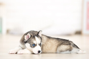 Fototapeta na wymiar Husky puppy lying in room at home