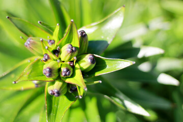 Green leaves pattern background, Natural background and wallpaper