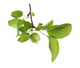 Tree branch with green apples isolated on white