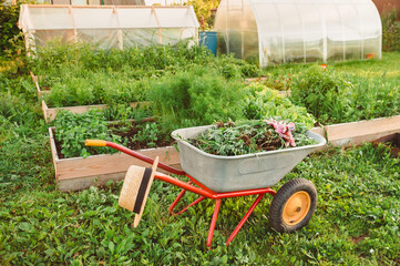 A vegetable garden with greenhouses, a wheelbarrow with grass and beds. Tools for working on a...
