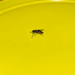 An insect with a broken wing on a green background.