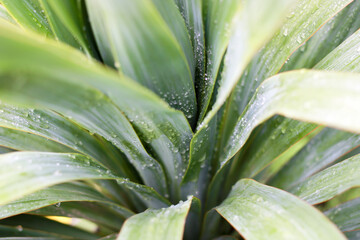 Fototapeta premium little palm tree in the garden, background 