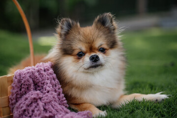 cute small pomeranian dog