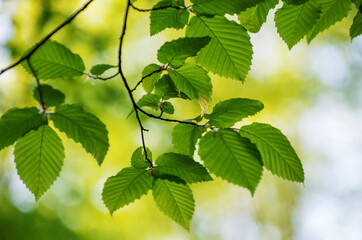 green leaves on the green backgrounds