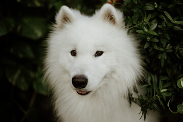 white artic samoyed purebred dog