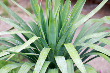 Obraz premium little palm tree in the garden, background 