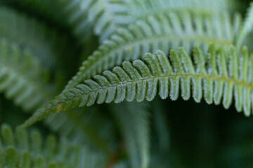 Fern close-up