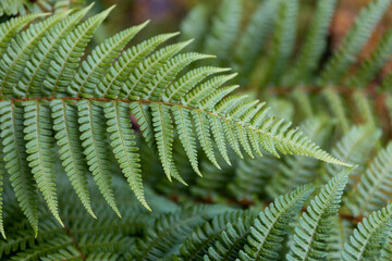 Fern close-up