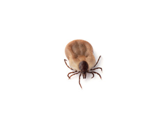 Tick isolated on white background