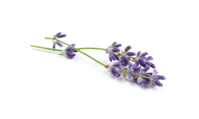 Beautiful blooming lavender flowers on white background