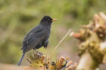 Blackbird male turdus merula singing in a tree