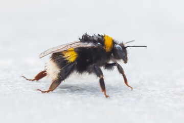 Large earth bumblebee Bombus terrestris closeup