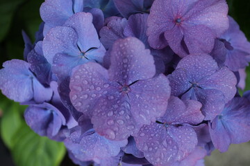 violet flowers in the garden hortensie after the rain 