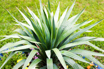 Fototapeta premium little palm tree in the garden, background 