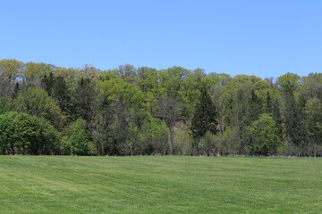 Grass field in a wooded park