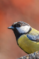 Parus major Great tit bird closeup