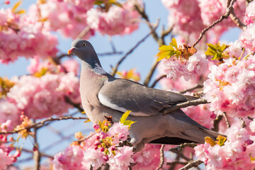 Wood Pigeon, Columba palumbus,