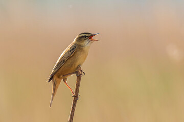 Sedge Warbler, Acrocephalus schoenobaenus, singing